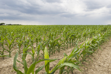 cornfield with stormy sky