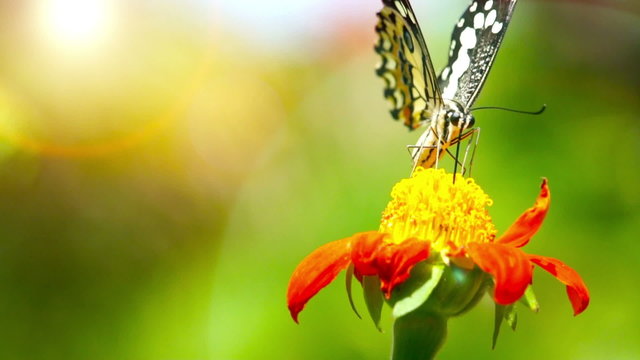 Butterfly (Chilasa Clytia) - loop