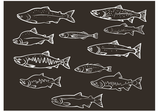 vector set: salmon fishes