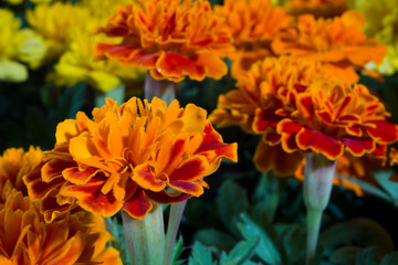 Marigolds