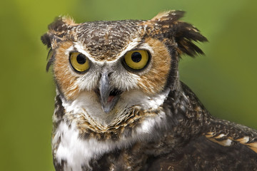 Great Horned Owl - Closeup