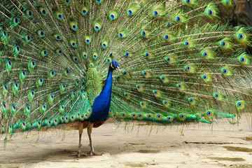 Obraz premium Peacock