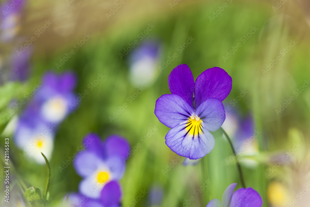 Wall mural Heartsease, Viola tricolor, vibrant photo