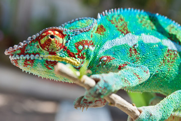 Obraz premium caméléon vert