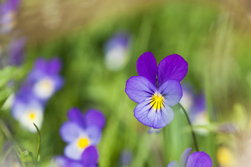 Heartsease, Viola tricolor, photo vibrante