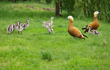 Duck family on nature