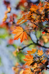 Leaves of the maple