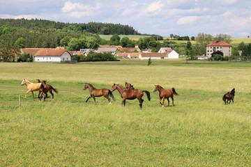 Horses in the summer Landscape