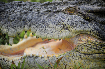 Portrait Saltwater Crocodile Australia