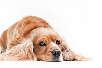 Cocker spaniel