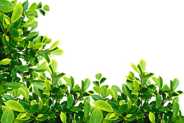 Left 90 angle green leaf for web page background