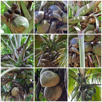 coco de mer des Seychelles