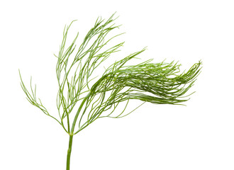 Dill twig