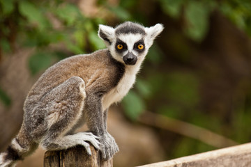 Katta (Lemur catta)