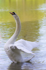 Höckerschwan