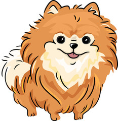 Pomeranian