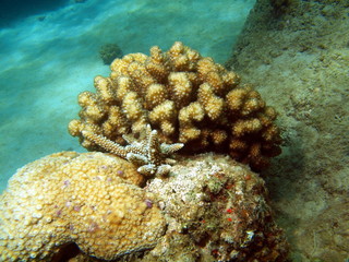 Stone coral, area of the city of Nha Trang, Vietnam