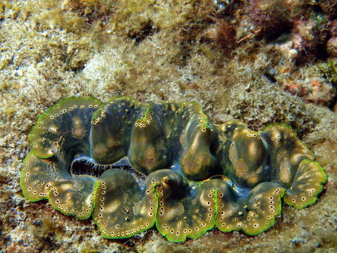 "Lips" of a folding mollusc, Vietnam