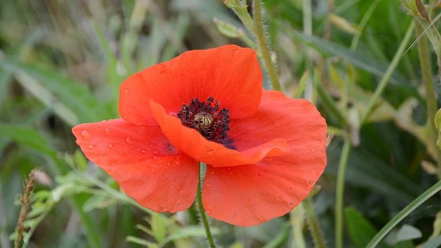 coquelicot