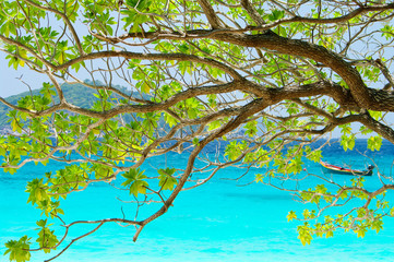 tree on beautiful blue sea in background from South Thailand, As