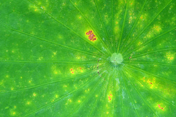 Veins of a lotus leaf pattern in the Hortus Botanicus in Leiden.