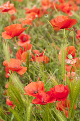 Fototapeta premium poppies