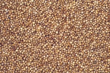 Coriander grains