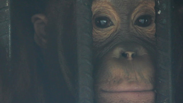 orangutan, cage