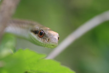 シマヘビ