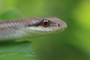 シマヘビ