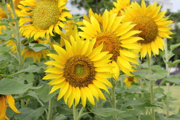 Naklejka premium Beautiful sunflowers plants