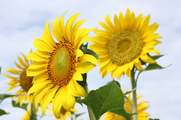 Beautiful sunflowers plants