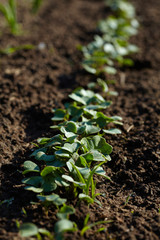 radish in the garden