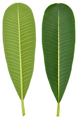 Obraz premium Perfect new plumeria or frangipani leaf, isolated on white.