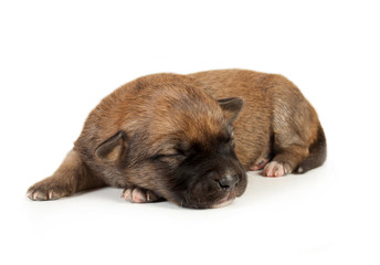 cute sleeping little spotted havanese puppy dog