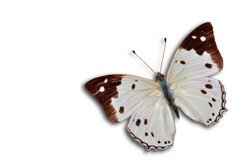 White and black butterfly on isolated white background