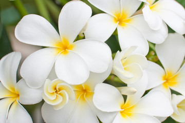 Fototapeta na wymiar white and yellow frangipani flowers or tropical flower with leav