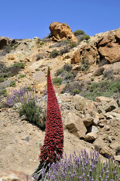 Red tower of jewels flower (Echium wildpretii)