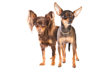 Two toy terriers isolated on a white