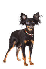 long-haired toy terrier on isolated white