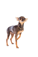 short-haired toy terrier on isolated white