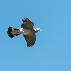 Glide