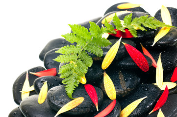 Green fern, red and yellow gerbera petals on black zen stone clo