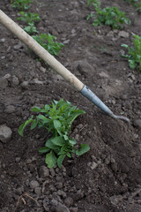 Gardener with hoe cultivating potato plants