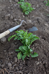 Gardener with hoe cultivating potato plants