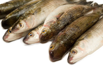 Branzini freschi - fresh sea bass