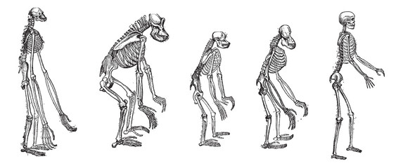 The comparison of greatest apes skeletons with human skeleton vi