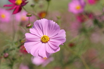 cosmos flower