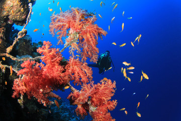 Fototapeta na wymiar Diver i Coral