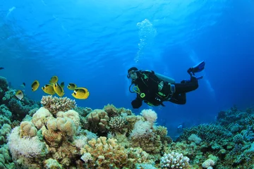 Poster Scuba Diver en Butterflyfish op koraalrif © Richard Carey